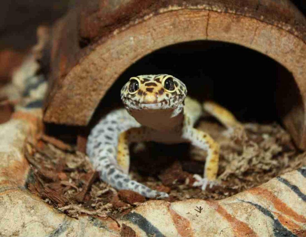 Leopard Gecko Habitat