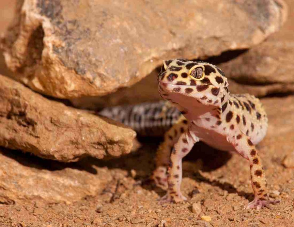 Leopard Gecko Guide