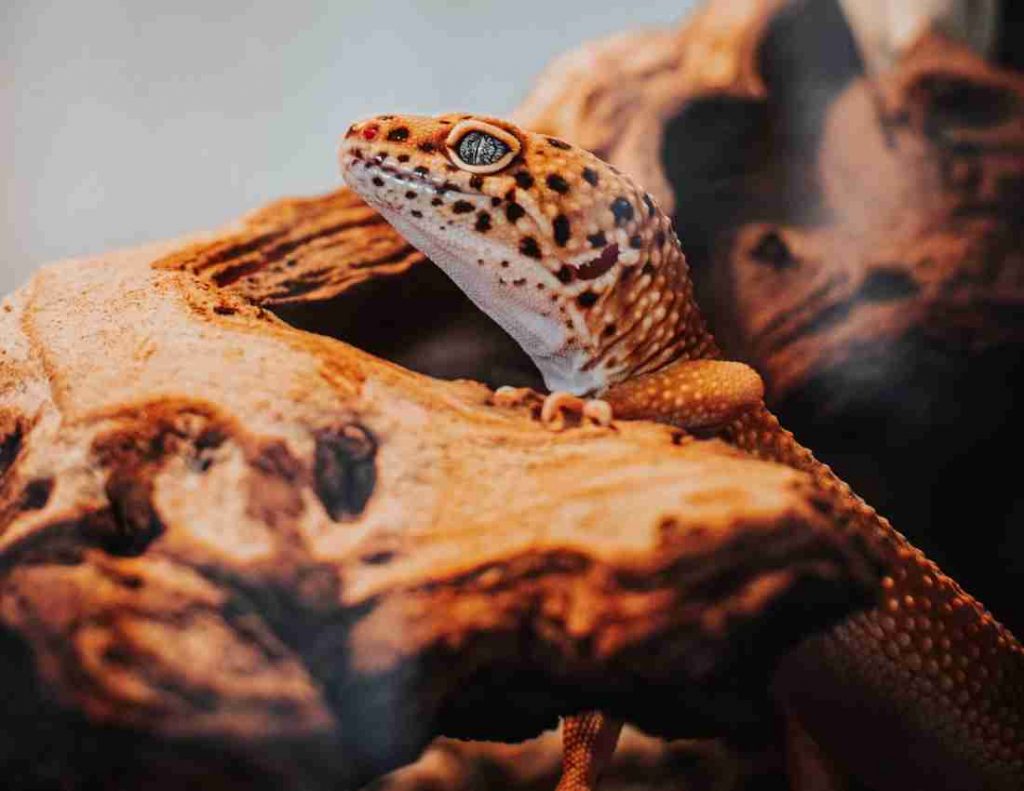 Leopard Gecko FAQ