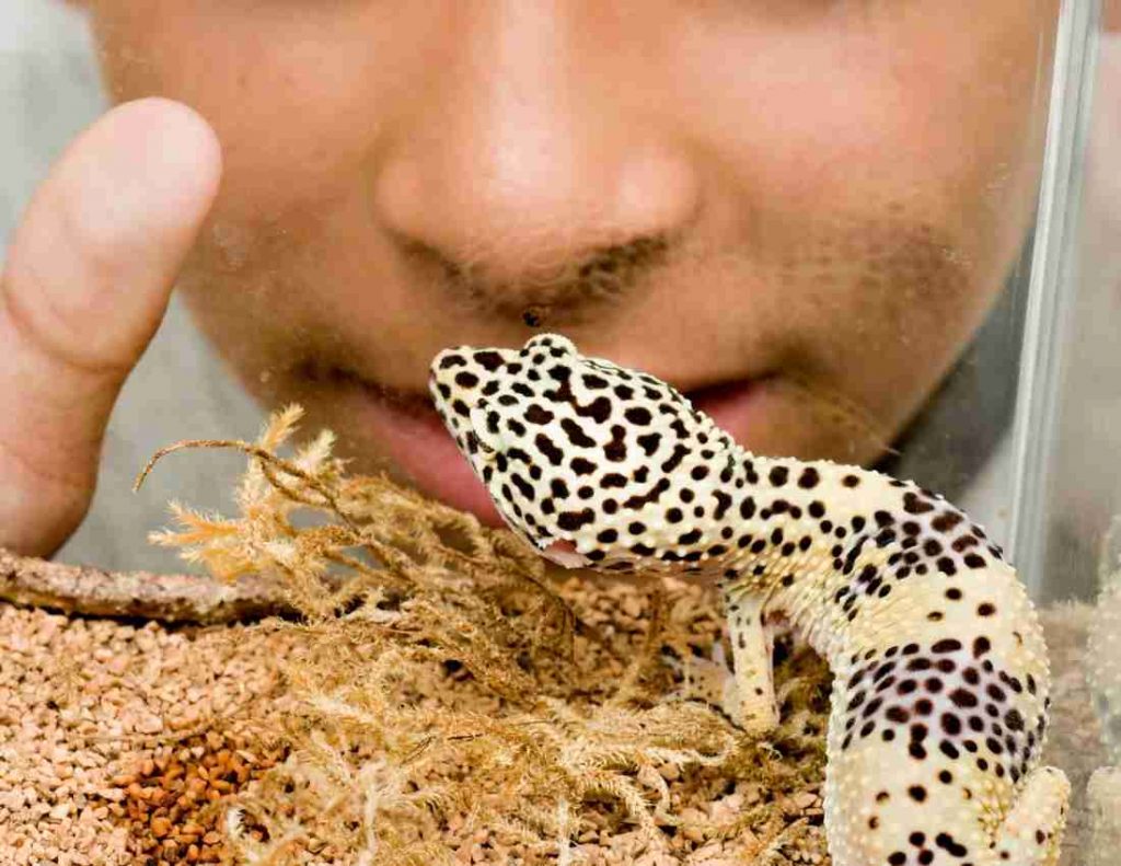 Leopard Gecko Care Sheet