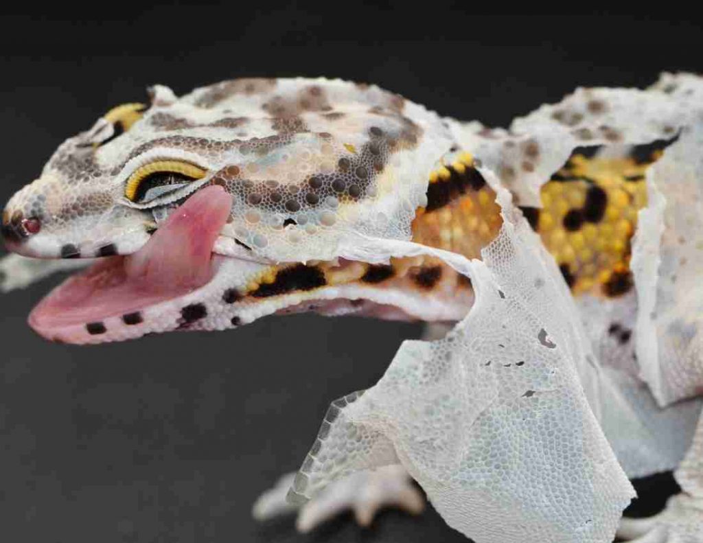 Leopard Gecko Shedding
