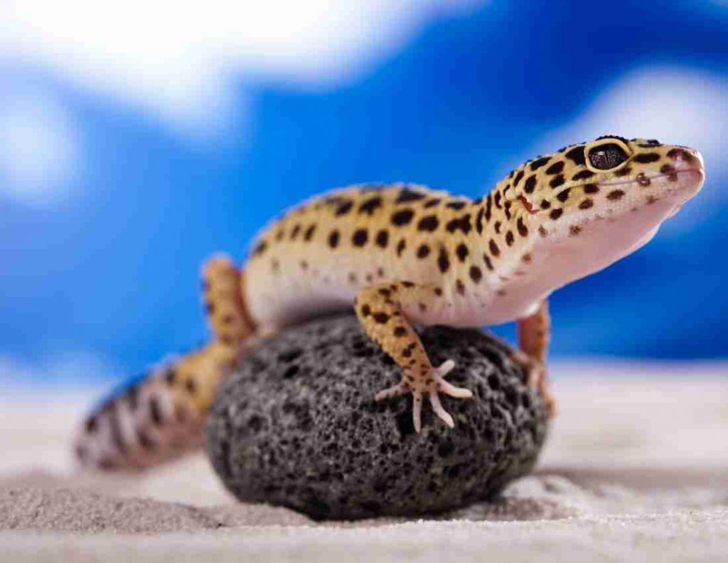 Leopard Gecko Care Guide