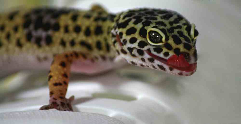 Black Knight Leopard Gecko